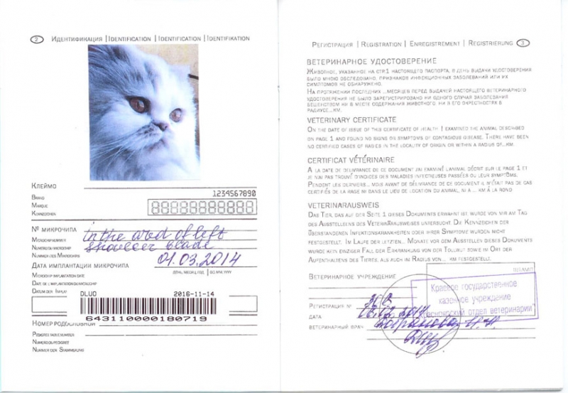 Перелет с кошкой из россии в тайланд: документы, цены, прививки