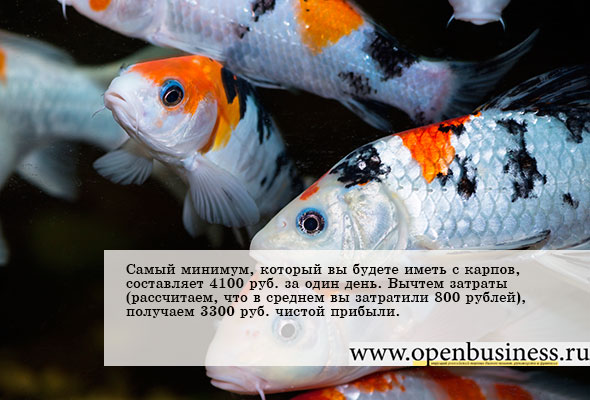 Можно ли заработать на разведении карпов?
