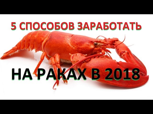 Свой бизнес: открываем «рачечную» (продажа раков)