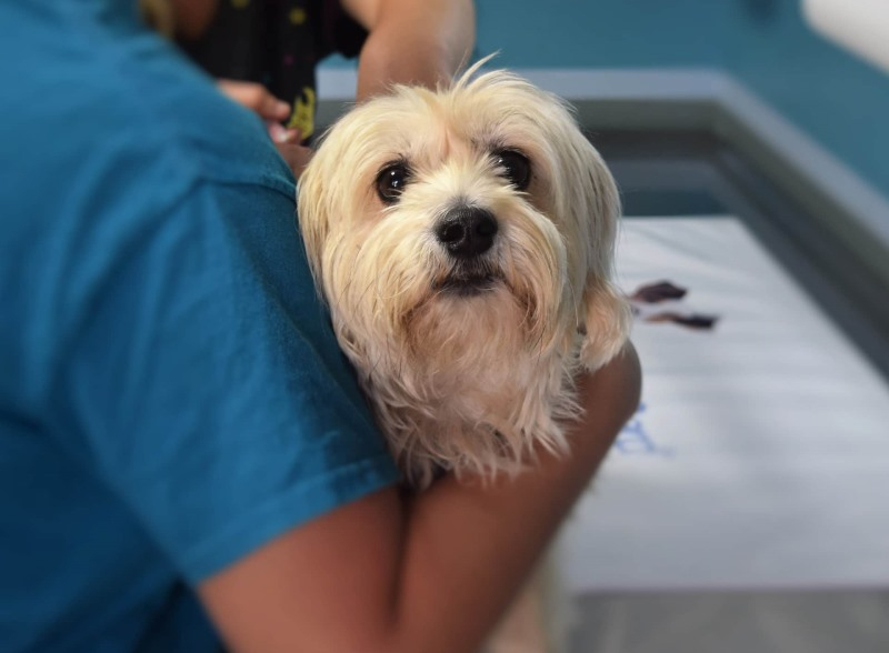 Вазелиновое масло при запорах у собак: способ применения, дозировка