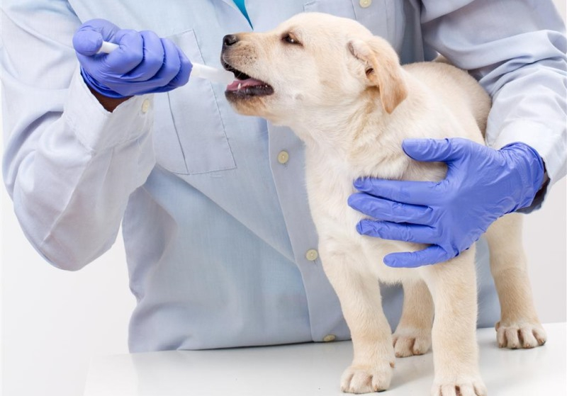 Вазелиновое масло при запорах у собак: способ применения, дозировка